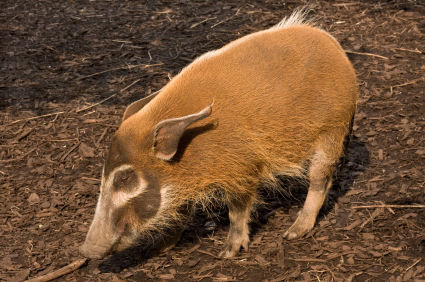 A wild hog foraging for food
